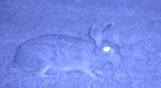 NVx7 Digital Night Sight