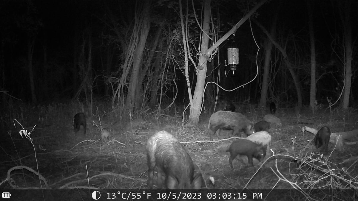 Sentinel Night Vision Trail Camera